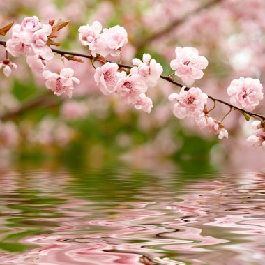 Spring flowers reflected in the water