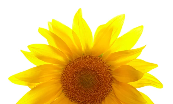 Teil der Sonnenblume auf weißem Hintergrund — Stockfoto