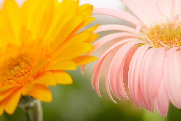 Closeup of two daisy-gerbera — Stock Photo, Image