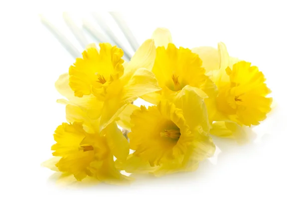 Gelbe Narzisse mit Wassertropfen auf weißem Hintergrund — Stockfoto