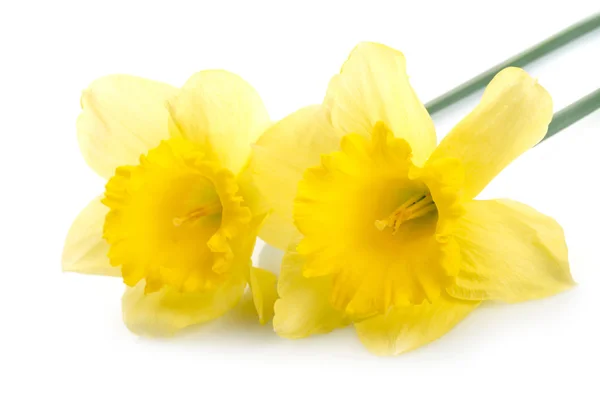 Narciso amarelo com gotas de água sobre fundo branco — Fotografia de Stock