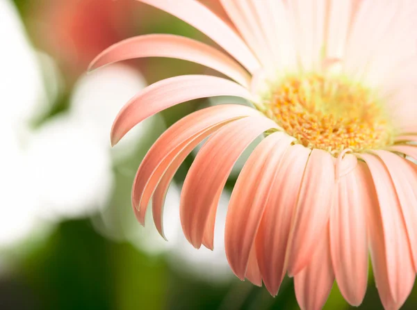 Close-up van roze daisy-gerbera. ondiepe dof — Stockfoto