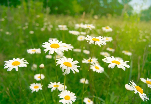Two daisies on green grass — Stock Photo © silverjohn #2042405