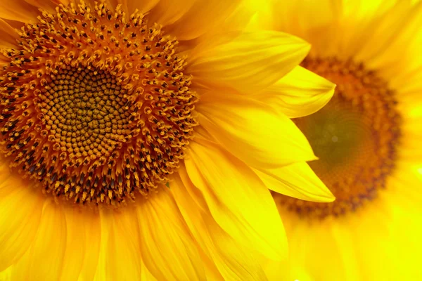 Sunflowers background — Stock Photo, Image