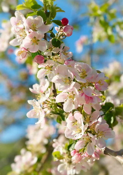 Spring blossoms — Stock Photo, Image