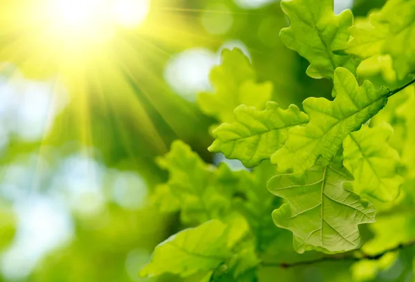 Foglie di quercia verde con raggio di sole — Foto Stock