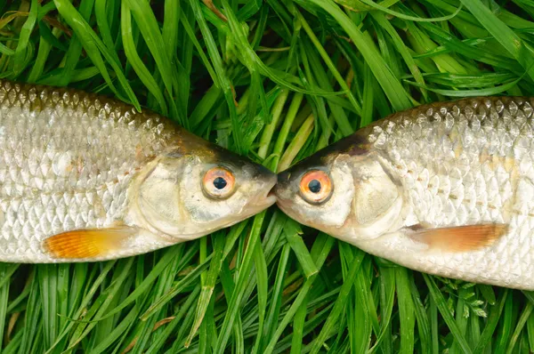 푸른 풀 위에 있는 물고기 두 마리 — 스톡 사진