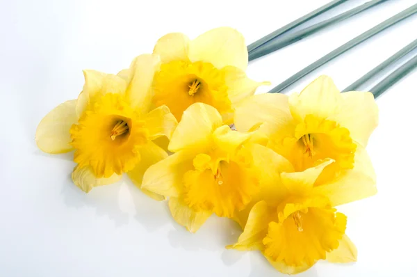 Narcis galben — Fotografie, imagine de stoc
