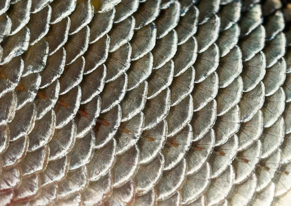 Fish scales background — Stock Photo, Image