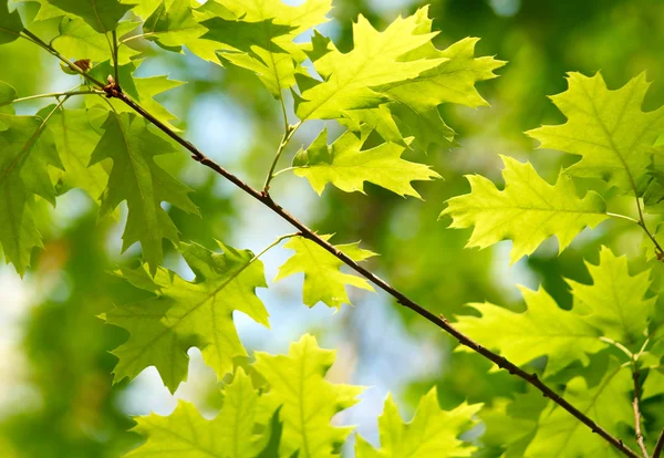 Свежие кленовые листья — стоковое фото