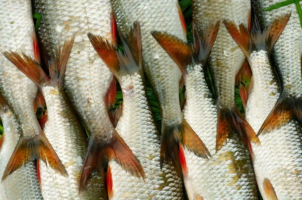 Рыба на зеленой траве — стоковое фото