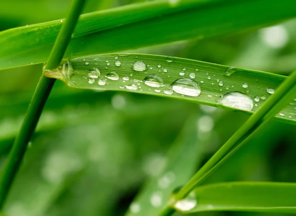 Herbe verte avec gouttes de pluie — Photo