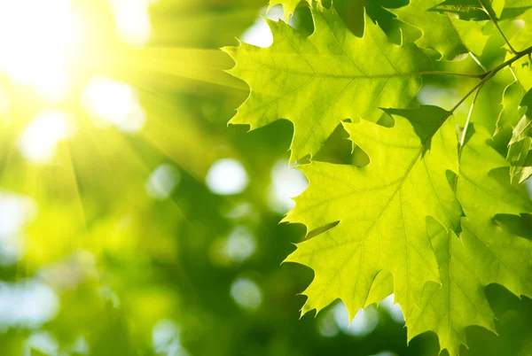 Зелене листя з сонячним промінням — стокове фото