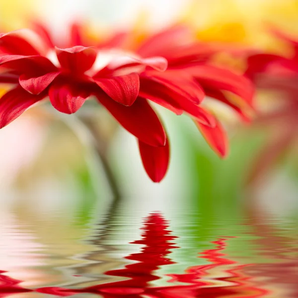 Margarita-gerbera roja con foco suave reflejado en el agua —  Fotos de Stock