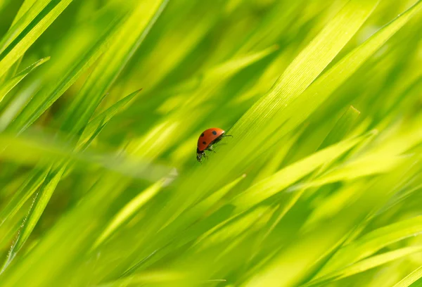Nyckelpiga på grönt gräs — Stockfoto