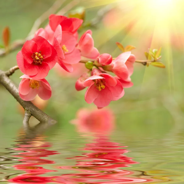 春天开花反映在水中 — 图库照片