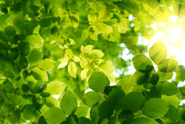 Gröna blad — Stockfoto