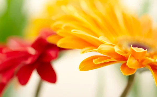 黄色雏菊非洲菊特写照片 — 图库照片