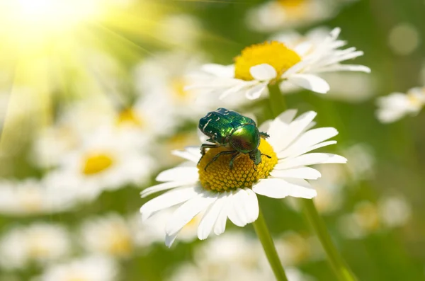 Bug op daisy flower — Stockfoto
