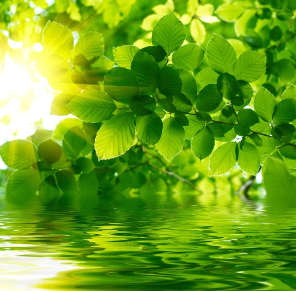 Zöld levelek, tükrözve a vízben — Stock Fotó