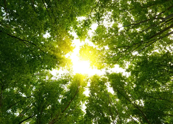 Солнце в глубоком лесу — стоковое фото