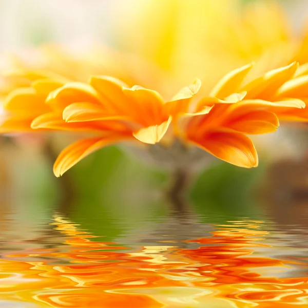 Close-up foto van gele daisy-gerbera — Stockfoto