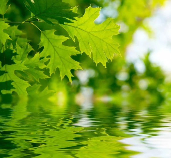 Green leaves reflecting in the water — Stock Photo, Image
