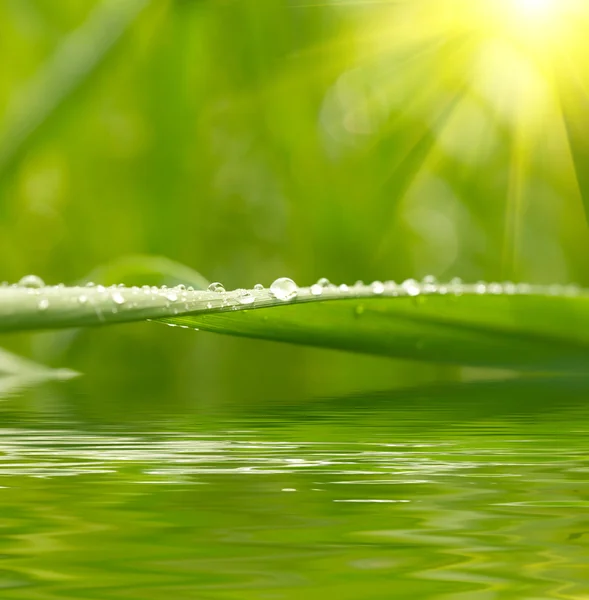 Grönt gräs med regndroppar bakgrund — Stockfoto