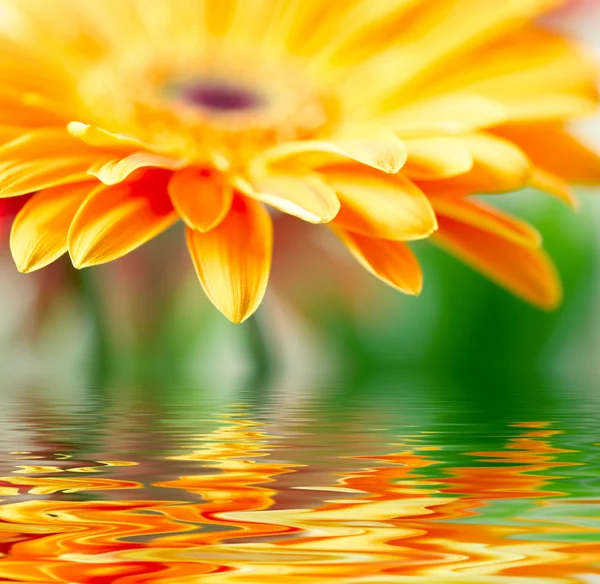 Closeup photo of yellow daisy-gerbera — Stock Photo, Image