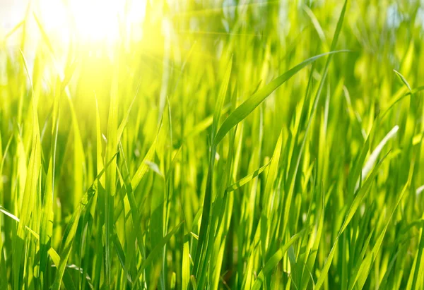 Atardecer de hierba verde — Foto de Stock