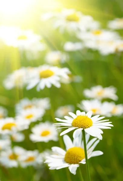 stock image Camomile field