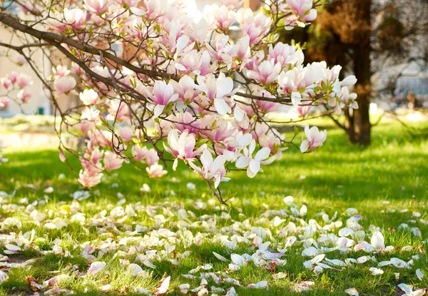 Magnolie strom — Stock fotografie
