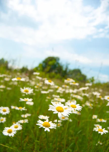 stock image Camomile field