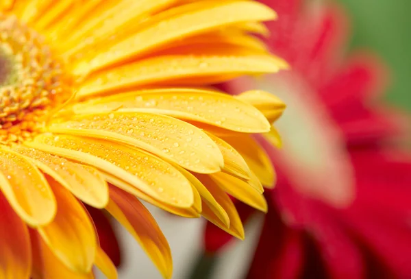 Closeup รูปภาพของ daisy-gerbera สีเหลือง — ภาพถ่ายสต็อก