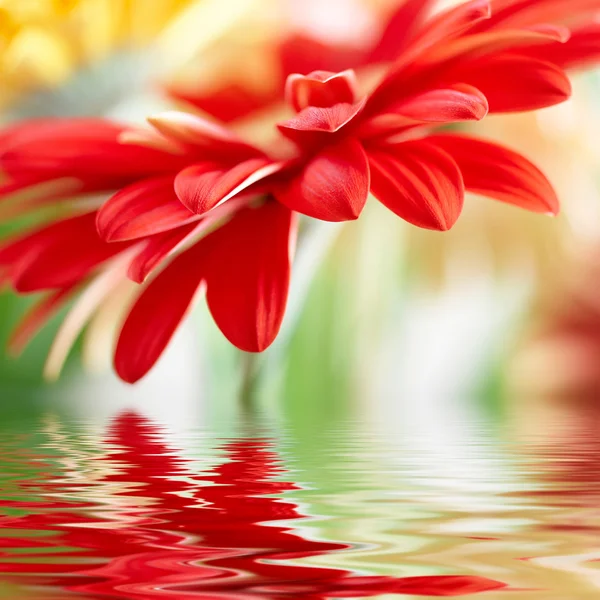 Marguerite-gerbera rouge avec foyer doux reflété dans l'eau — Photo