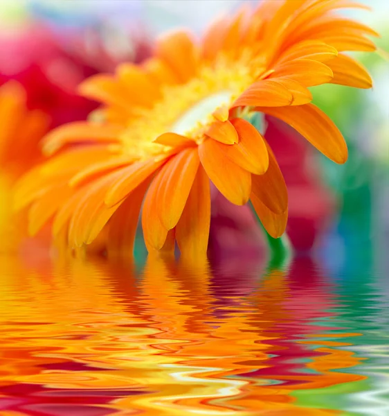 Foto de close-up de laranja daisy-gerbera — Fotografia de Stock