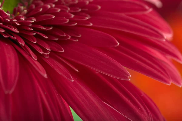 Margarida-gerbera rosa — Fotografia de Stock