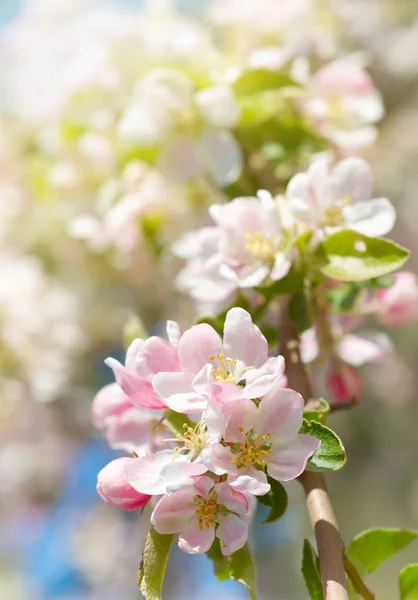 Kwiaty wiosny — Zdjęcie stockowe