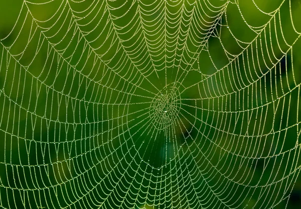 Spinnennetz mit Wassertropfen — Stockfoto