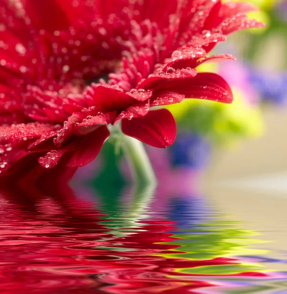 Closeup of red daisy-gerbera reflected in the water — Stock Photo, Image