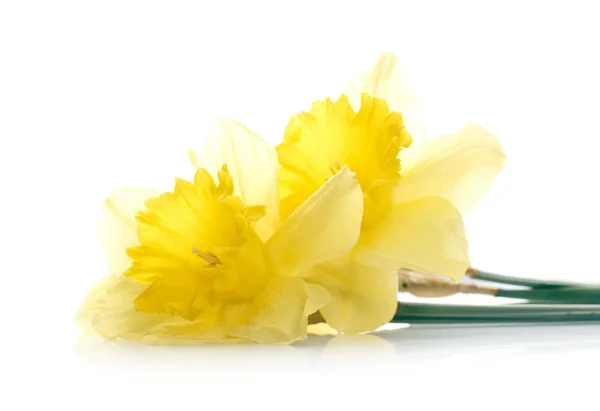 Žlutý Narcis se kapky vody nad bílým pozadím — Stock fotografie
