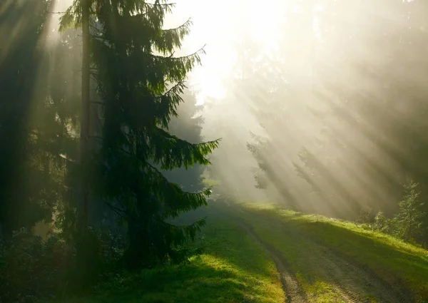 Prachtige ochtend in het bos — Stockfoto