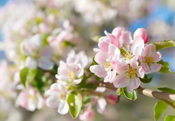 Jarní květy — Stock fotografie