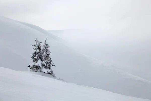 Winterbaum in den Bergen — Stockfoto