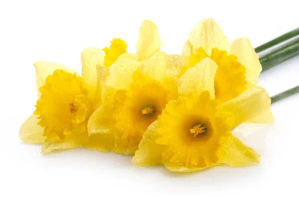 Yellow narcissus with waterdrops over white background — Stock Photo, Image