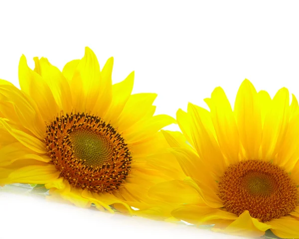 Sunflowers on white background — Stock Photo, Image