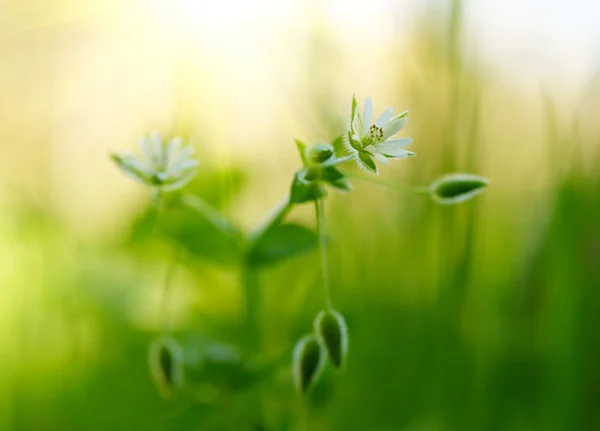 Küçük beyaz yaz alan çiçek — Stok fotoğraf