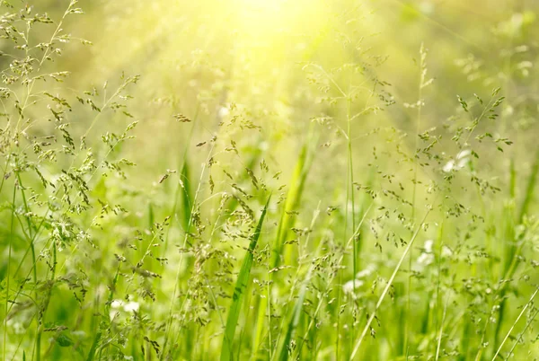 緑の草の背景。浅い自由度 — ストック写真