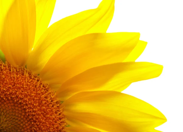 Teil der Sonnenblume auf weißem Hintergrund — Stockfoto