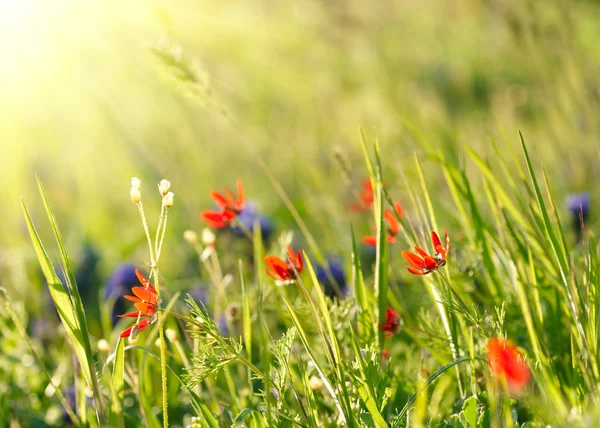 Flores de campo vermelho com culturas verdes. DOF superficial — Fotografia de Stock